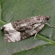 Apotomis funerea