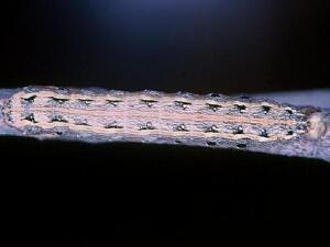 Spodoptera albula