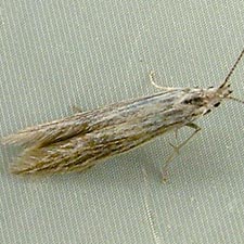 Coleophora asterophagella