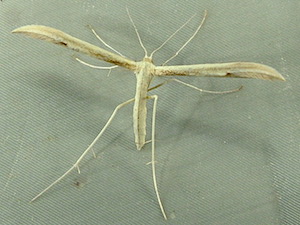Hellinsia angustus