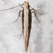 Aristotelia corallina complex