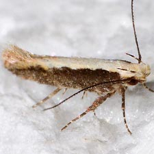 Aristotelia corallina complex
