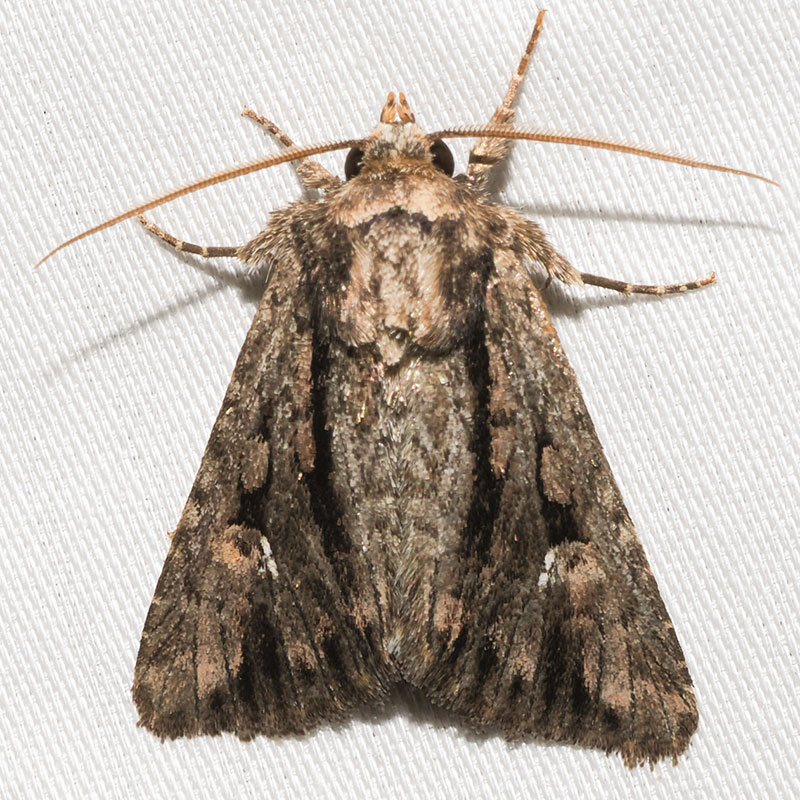 Tricholita knudsoni