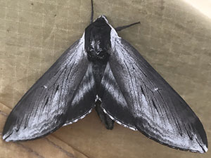 Sphinx oslari
