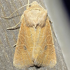 Trichopolia perforata