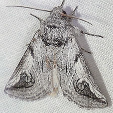 Policocnemis ungulatus