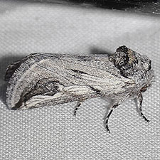 Policocnemis ungulatus