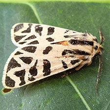 Apantesis nevadensis