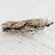 Holocola thalassinana