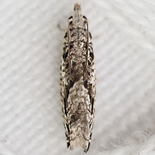 Holocola thalassinana