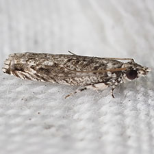 Holocola thalassinana