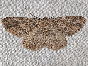 Melanolophia centralis