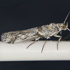 Olybria furciferella