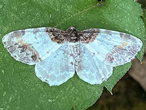 Ligdia wagneri
