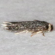 Stigmella castaneaefoliella