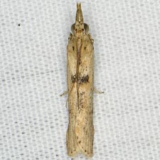 Macrorrhinia endonephele