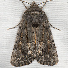 Sympistis euta