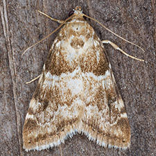 Hellula subbasalis