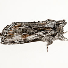 Cucullia pulla