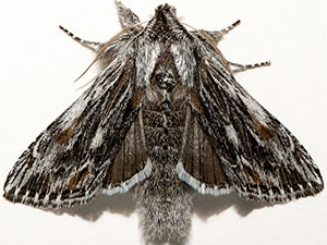 Cucullia pulla
