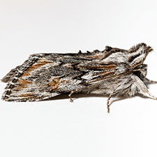 Cucullia pulla