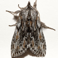 Cucullia pulla