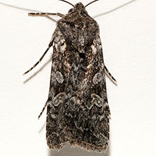 Euxoa cryptica