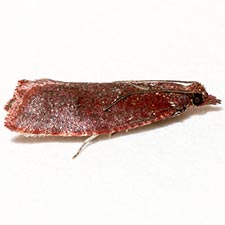 Epinotia bigemina