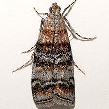 Dioryctria westerlandi