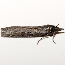 Sarata pullatella