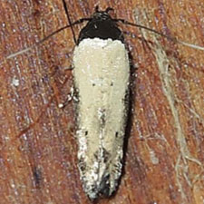 Gisilia armigera