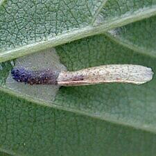 Coleophora serratella