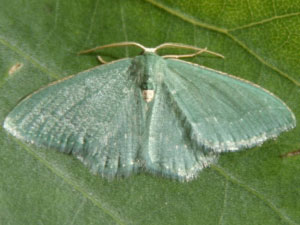 Xerochlora masonaria