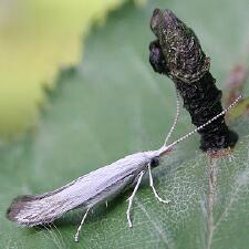 Coleophora atromarginata