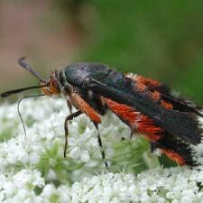 Eichlinia cucurbitae