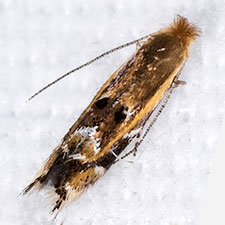 Bucculatrix polymniae
