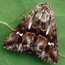 Calophasia lunula
