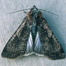 Peridroma saucia