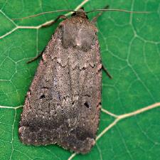 Graphiphora augur