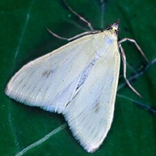 Sitochroa palealis