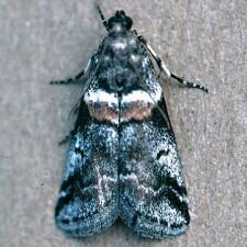 Acrobasis tricolorella