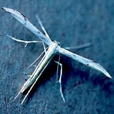 Oidaematophorus eupatorii