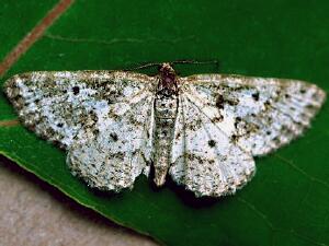 Eufidonia convergaria