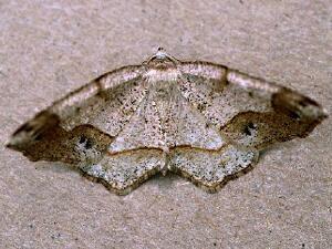 Probole alienaria