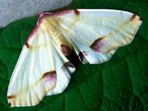 Plagodis serinaria