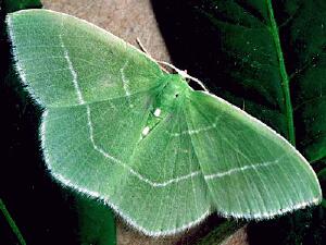 Nemoria mimosaria