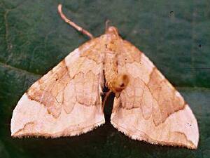 Eulithis propulsata