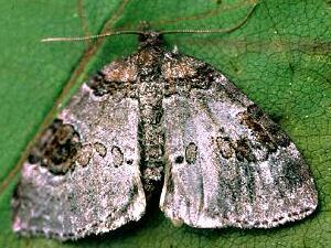 Plemyria georgii