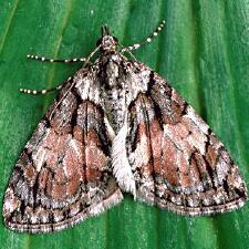 Hydriomena perfracta