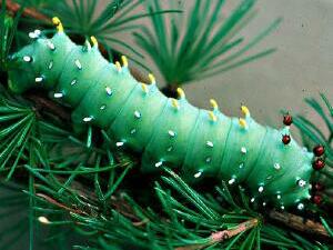 Hyalophora columbia